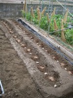 ジャガイモ ’12「植え付け」